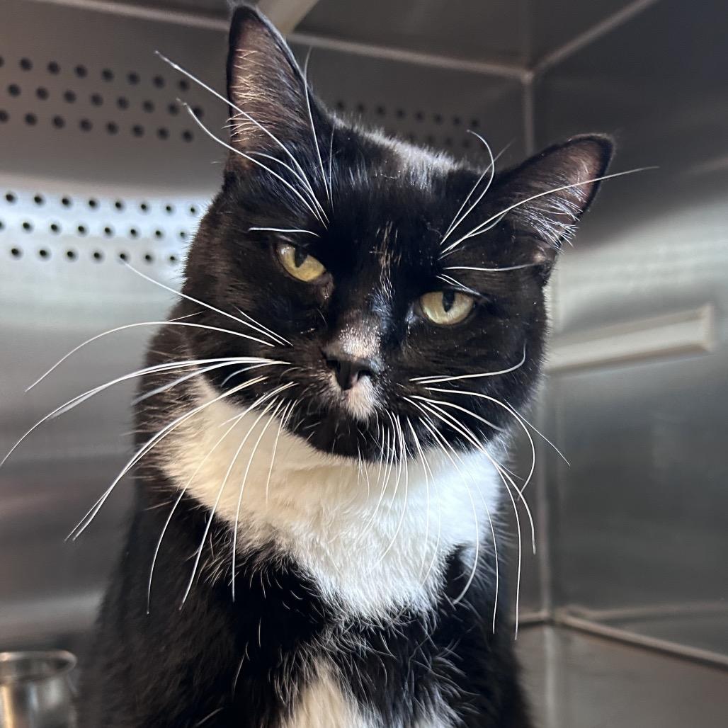 Enlarge Hulk, a Adoptable Domestic Short Hair in Hannibal, MO image 5/6