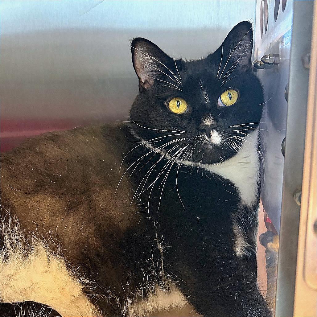 Enlarge Hulk, a Adoptable Domestic Short Hair in Hannibal, MO image 6/6