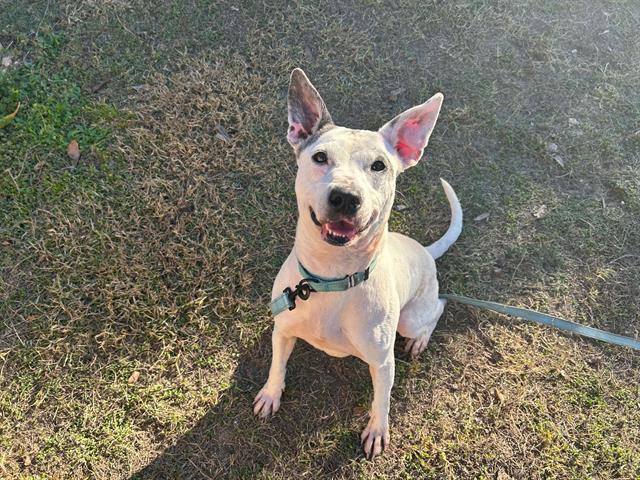 DAISY DUKE, Adoptable, Adult Female Pit Bull Terrier & Mixed Breed.