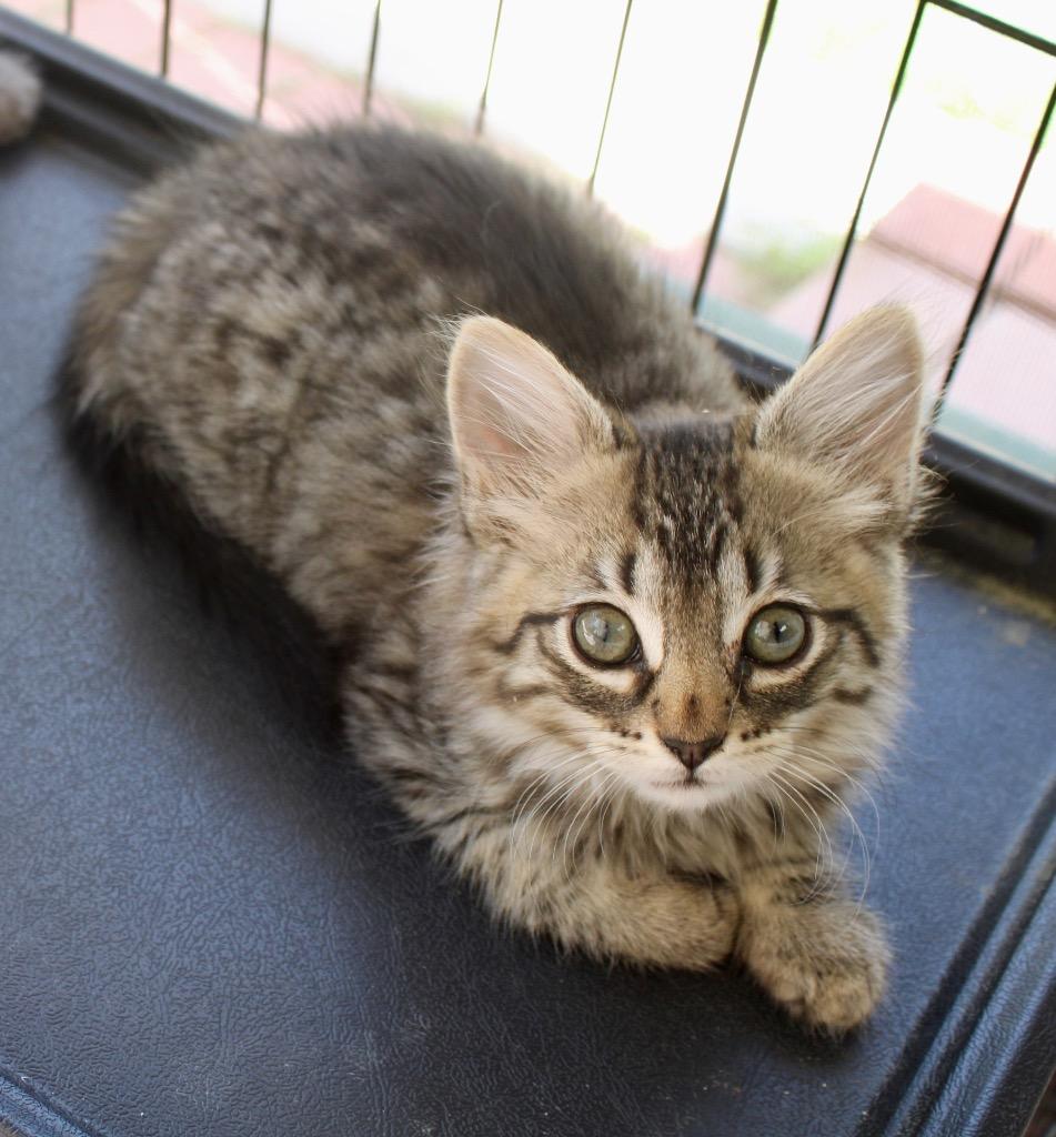 Dalila, Adoptable, Kitten Female Domestic Short Hair.
