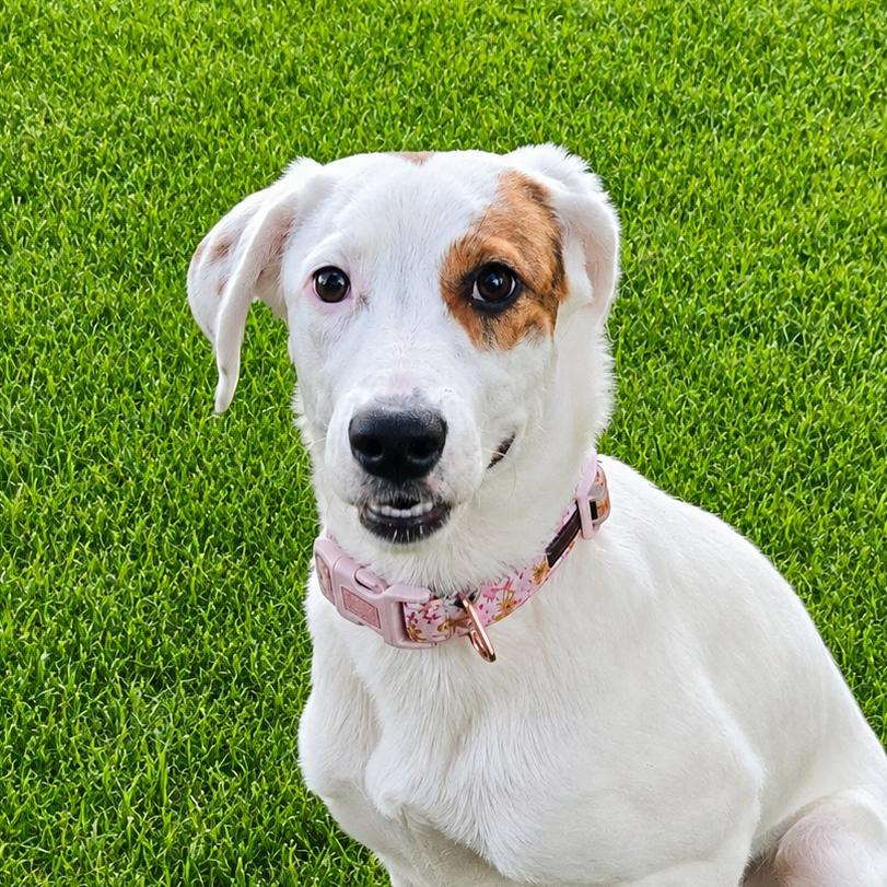Flower, Adoptable, Young Female Border Collie & Great Pyrenees.