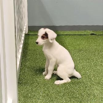 Flower, Adoptable, Young Female Great Pyrenees & Hound.