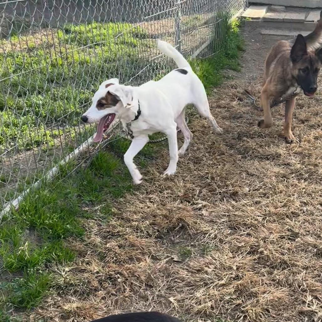 Enlarge Flower, a Adoptable mixed breed in San Jacinto, CA image 2/6