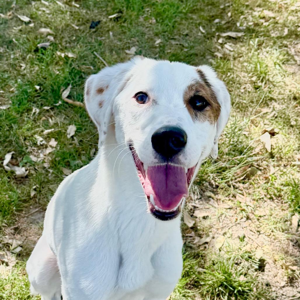 Enlarge Flower, a Adoptable mixed breed in San Jacinto, CA image 2/6
