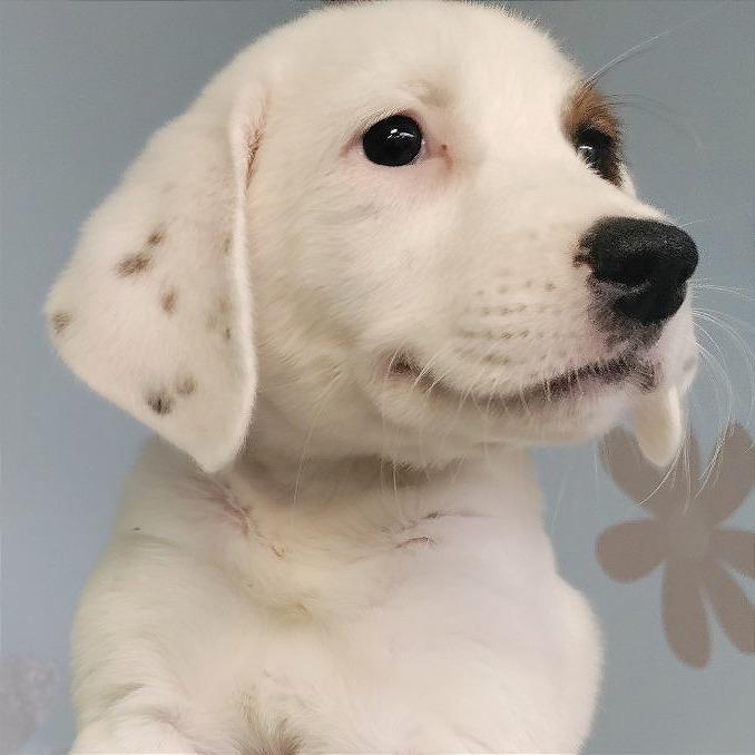 Enlarge Flower, a Adoptable mixed breed in San Jacinto, CA image 3/6