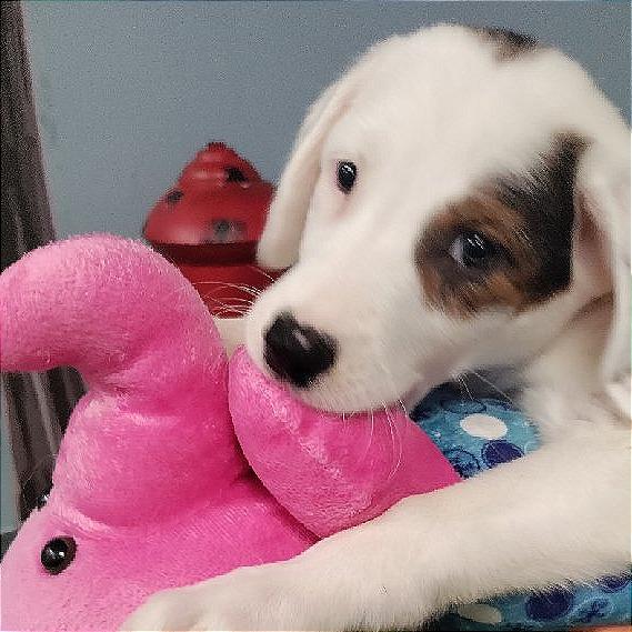 Enlarge Flower, a Adoptable mixed breed in San Jacinto, CA image 4/6