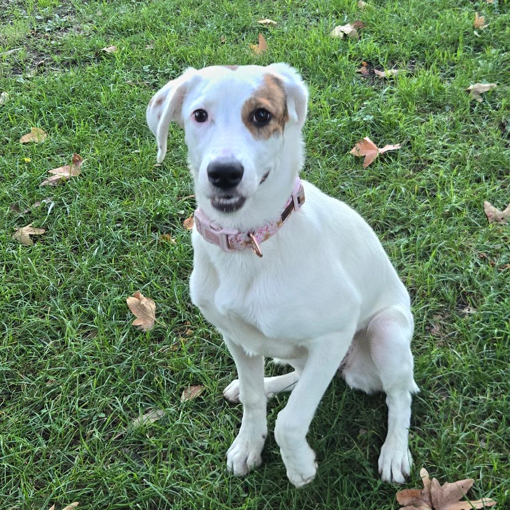 Enlarge Flower, a Adoptable mixed breed in San Jacinto, CA image 4/6