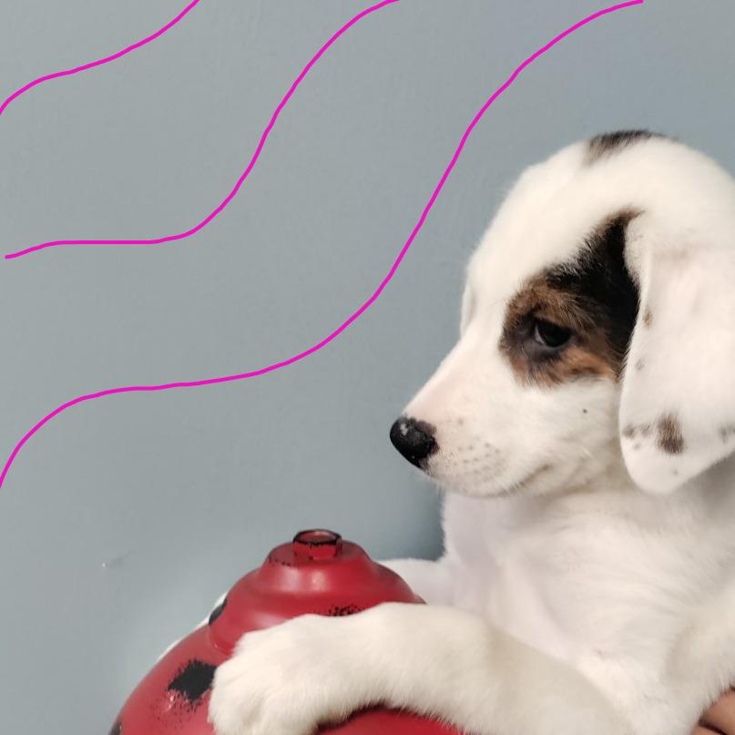 Enlarge Flower, a Adoptable mixed breed in San Jacinto, CA image 6/6