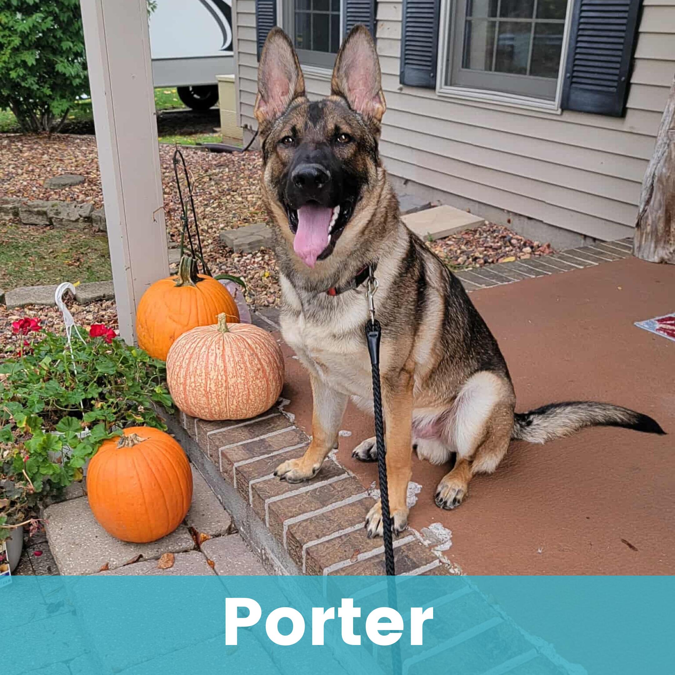 Porter, a Adoptable mixed breed in Rochester , NY image 1/6
