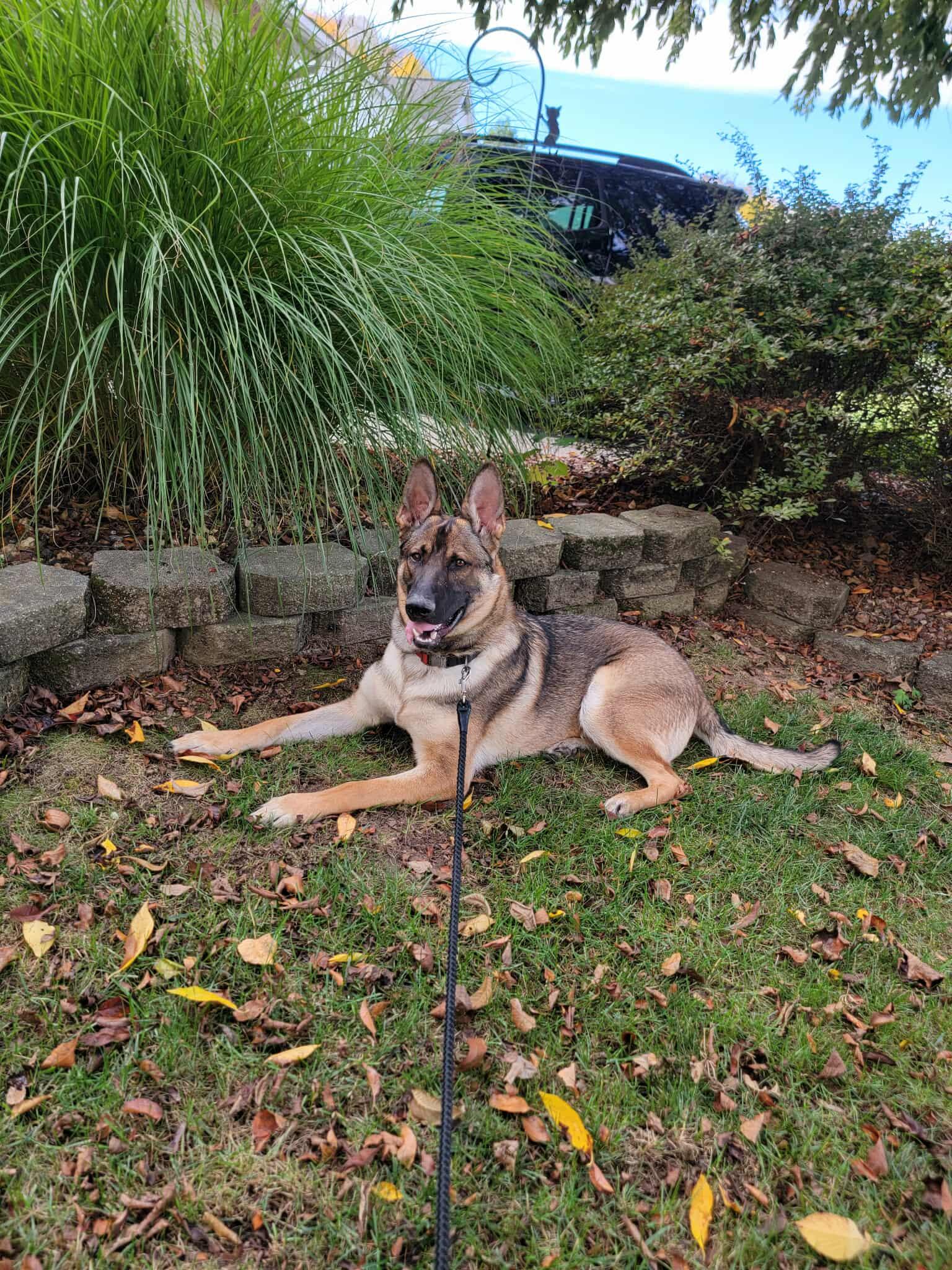 Porter, a Adoptable mixed breed in Rochester , NY image 3/6