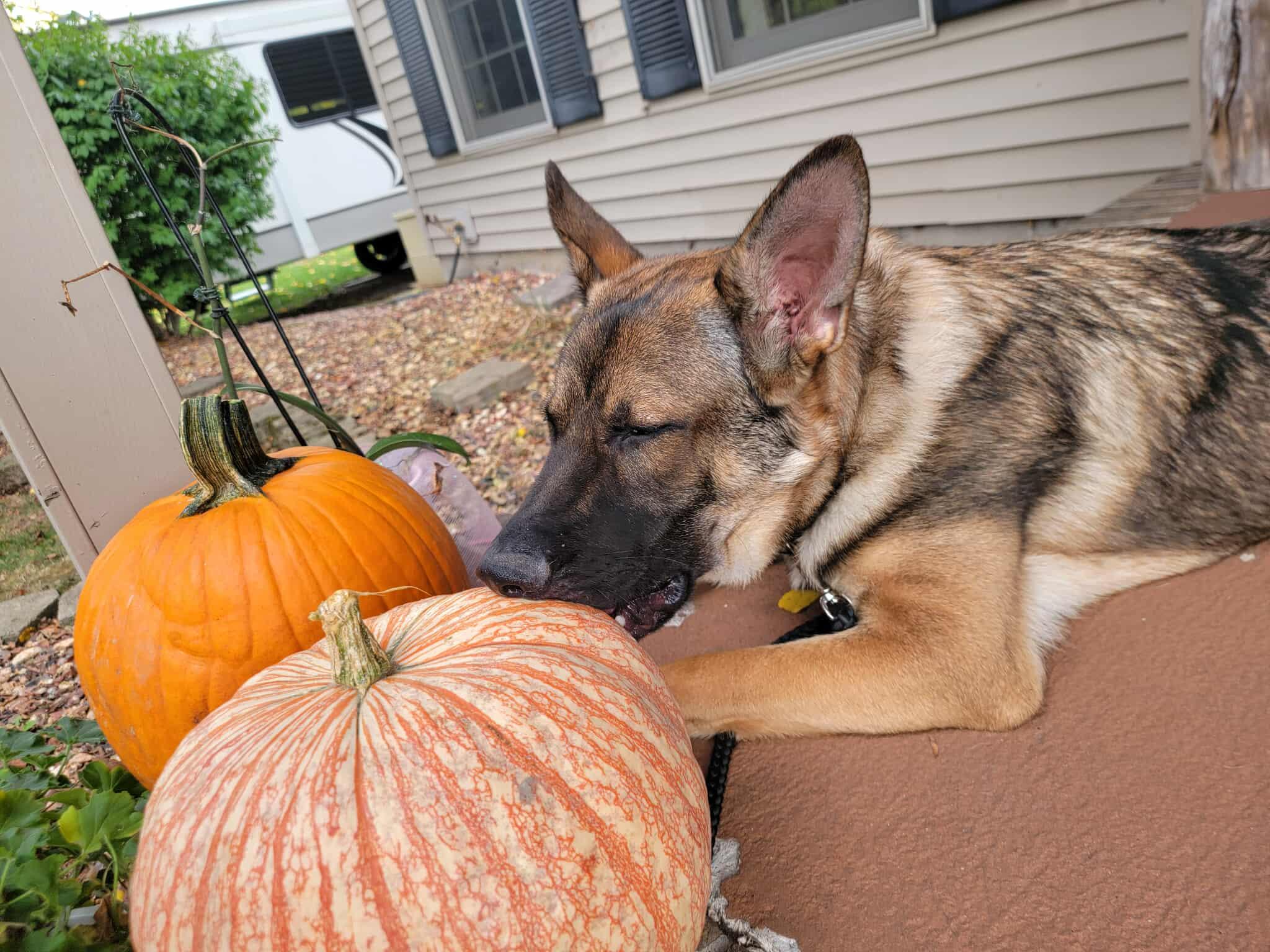 Porter, a Adoptable mixed breed in Rochester , NY image 6/6