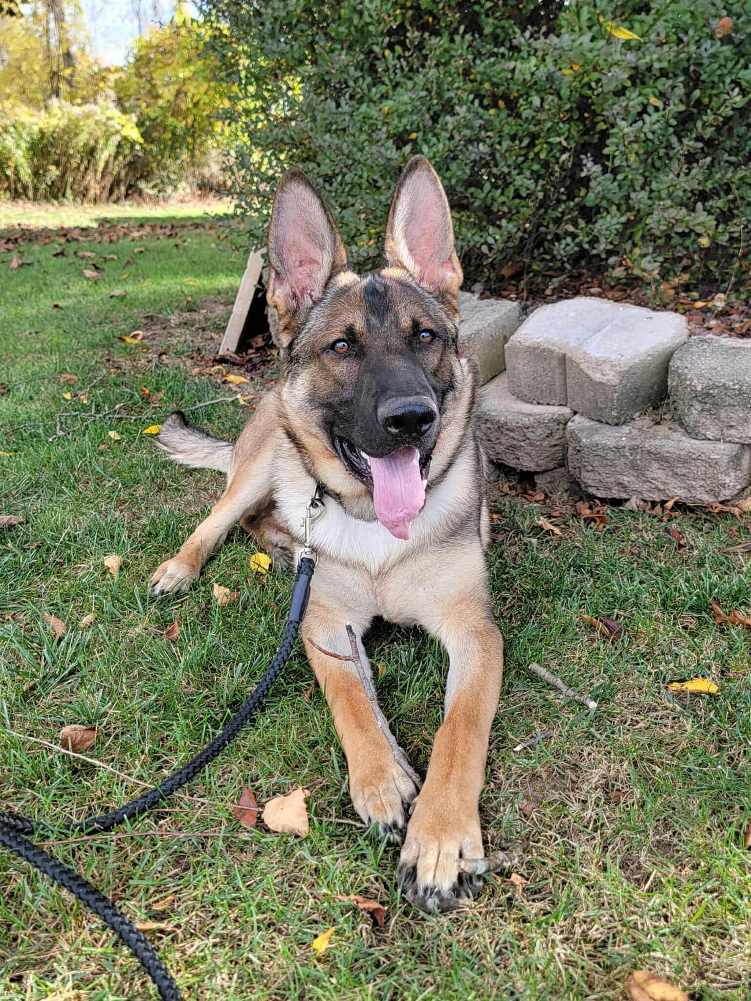 Porter, a Adoptable mixed breed in Rochester , NY image 2/6