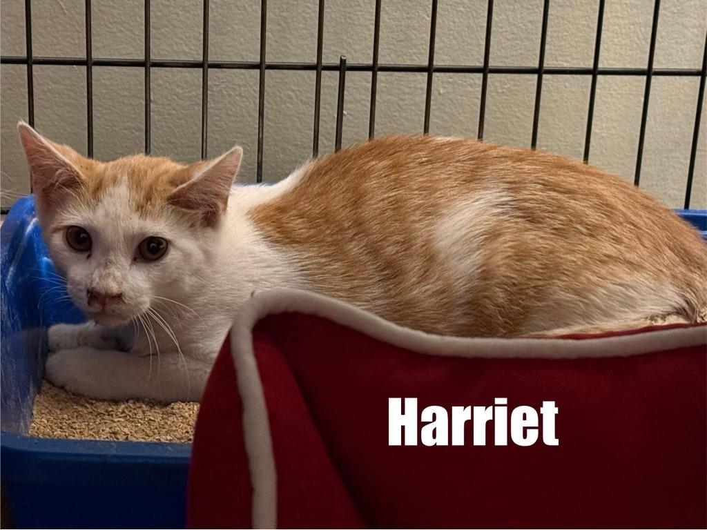 Harry, Adoptable, Kitten Male Domestic Medium Hair.