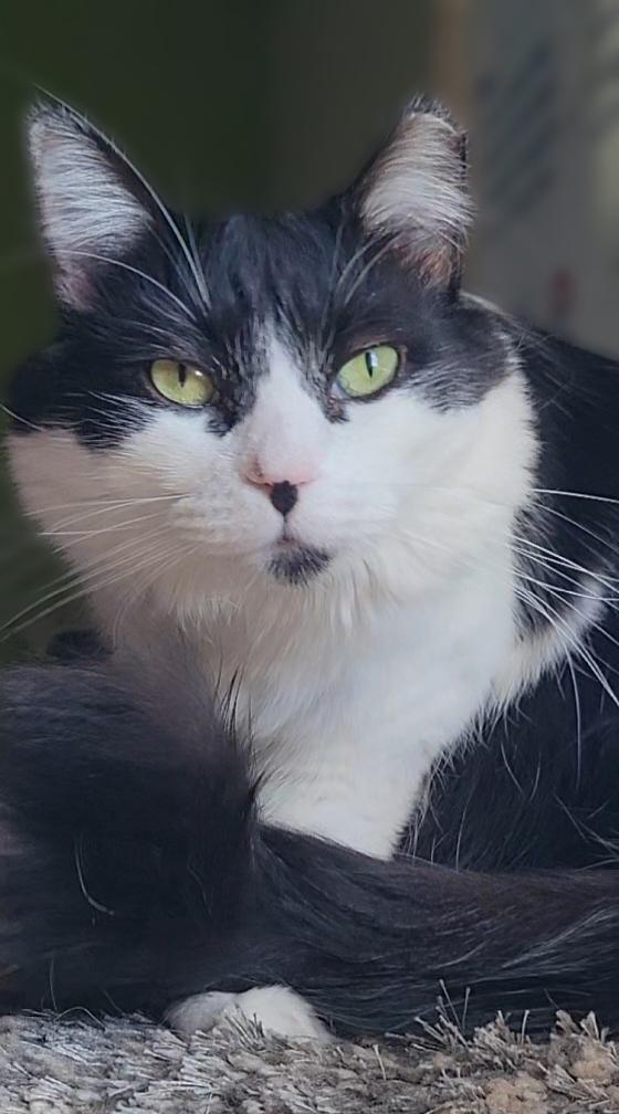 Sabrina, Adoptable, Young Female Domestic Medium Hair.