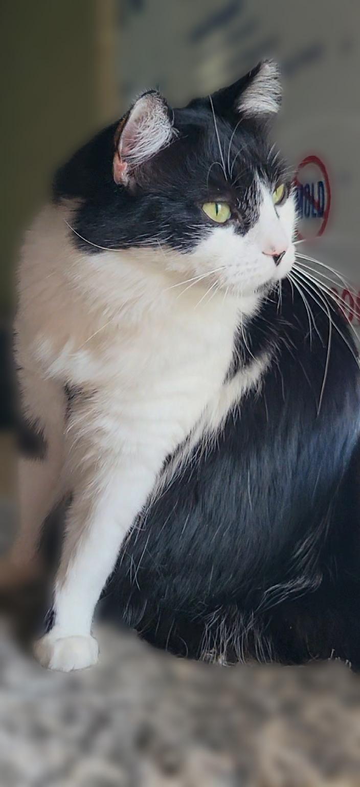 Sabrina, a Adoptable Domestic Medium Hair in Scottsdale, AZ image 2/4