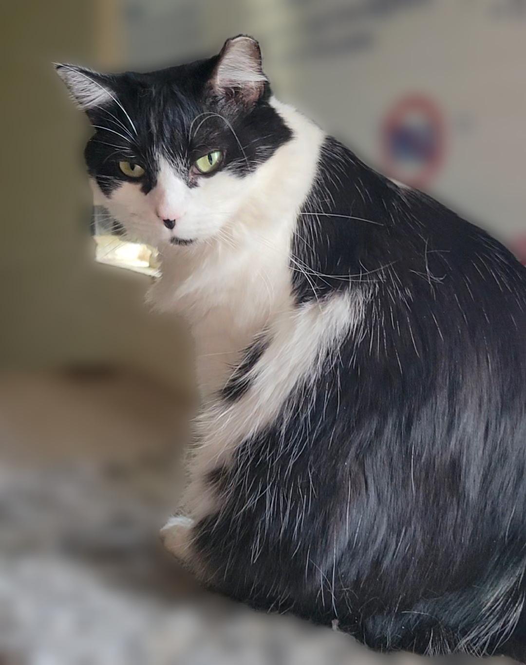 Sabrina, a Adoptable Domestic Medium Hair in Scottsdale, AZ image 3/4