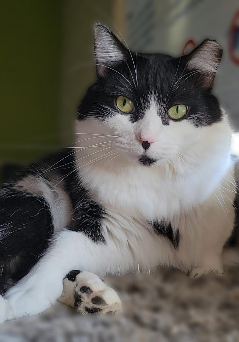 Sabrina, a Adoptable Domestic Medium Hair in Scottsdale, AZ image 4/4