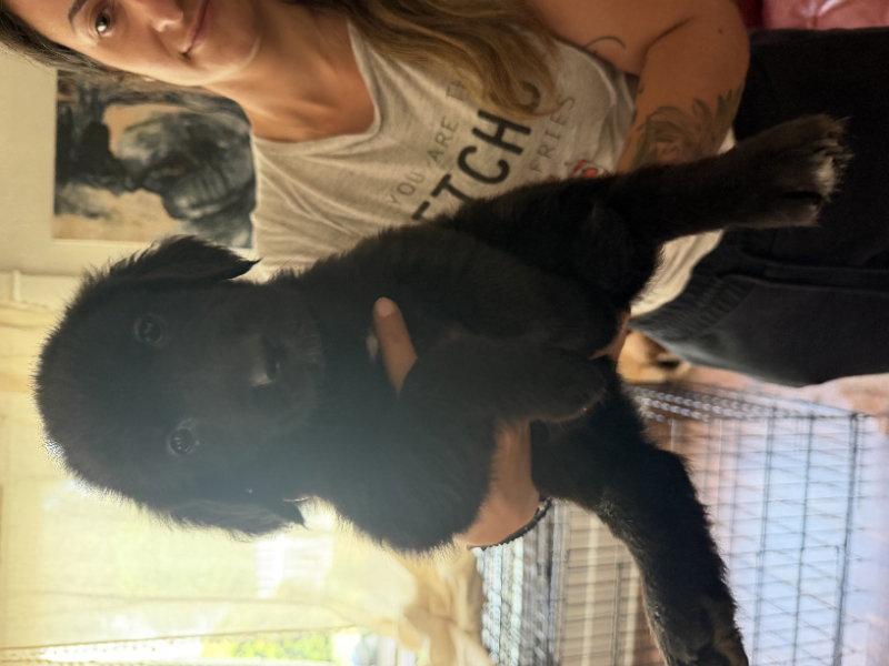 Toast, Adopted, Young Male Golden Retriever.