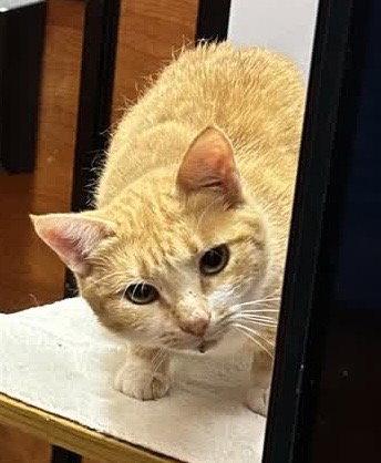 Enlarge Michelle, a Adoptable mixed breed in Oxford, MS image 2/3