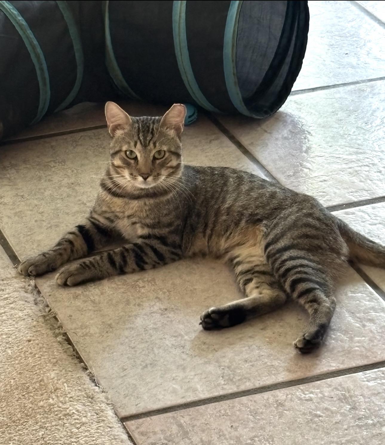 Duke, Adoptable, Young Male Domestic Short Hair.