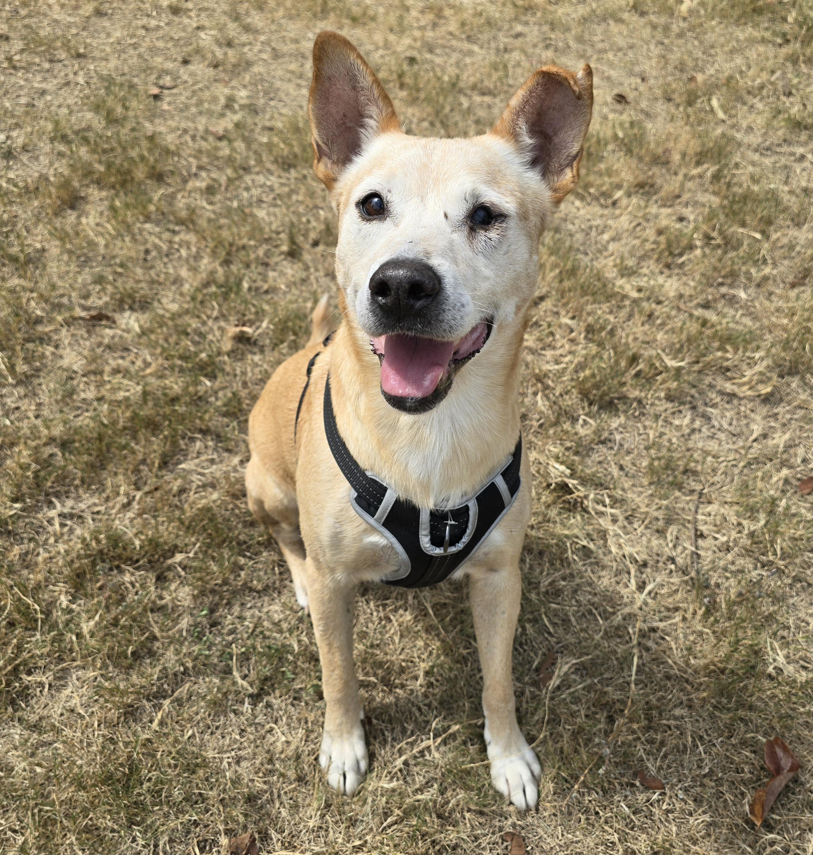 Enlarge Rusty, a Adoptable mixed breed in Portland, OR image 1/6