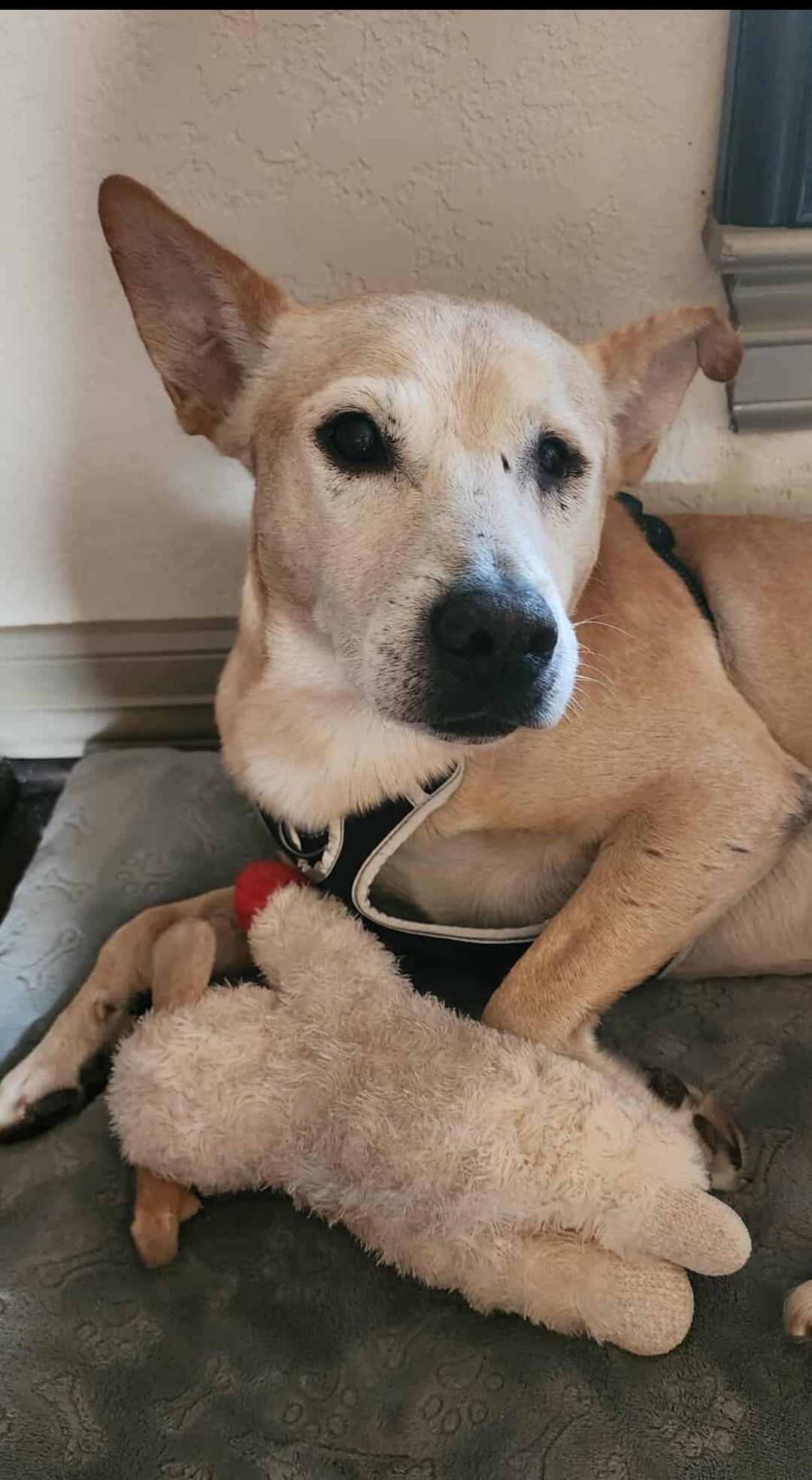 Enlarge Rusty, a Adoptable mixed breed in Portland, OR image 2/6