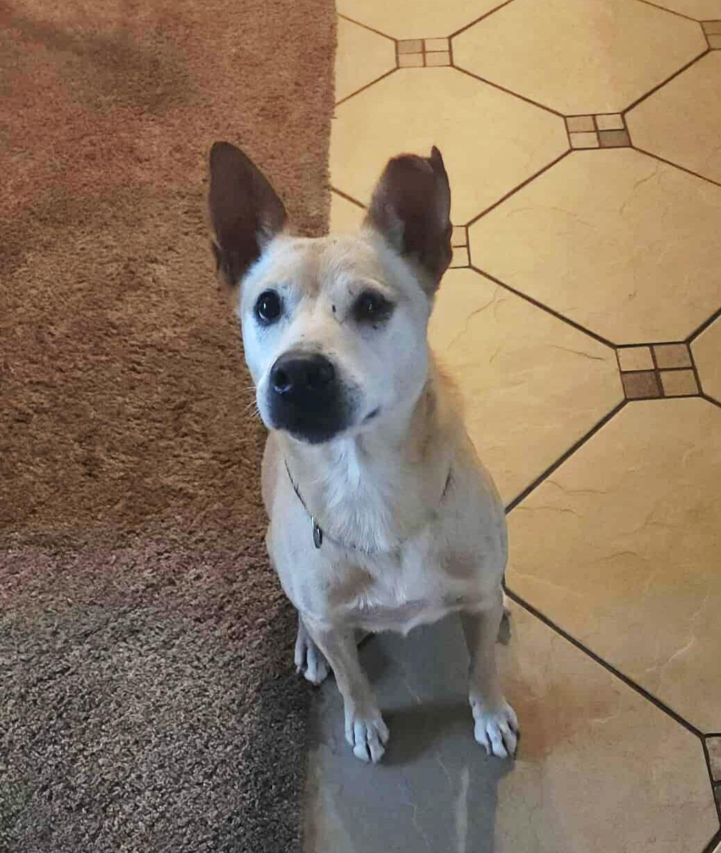 Enlarge Rusty, a Adoptable mixed breed in Portland, OR image 3/6