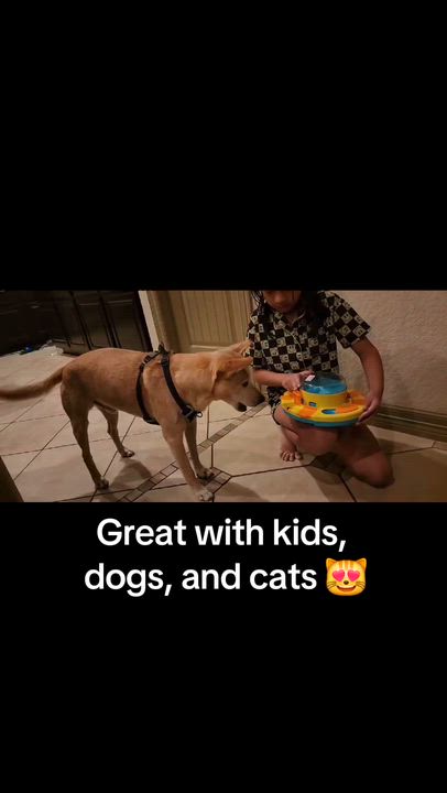 Enlarge Rusty, a Adoptable mixed breed in Portland, OR video 5/6