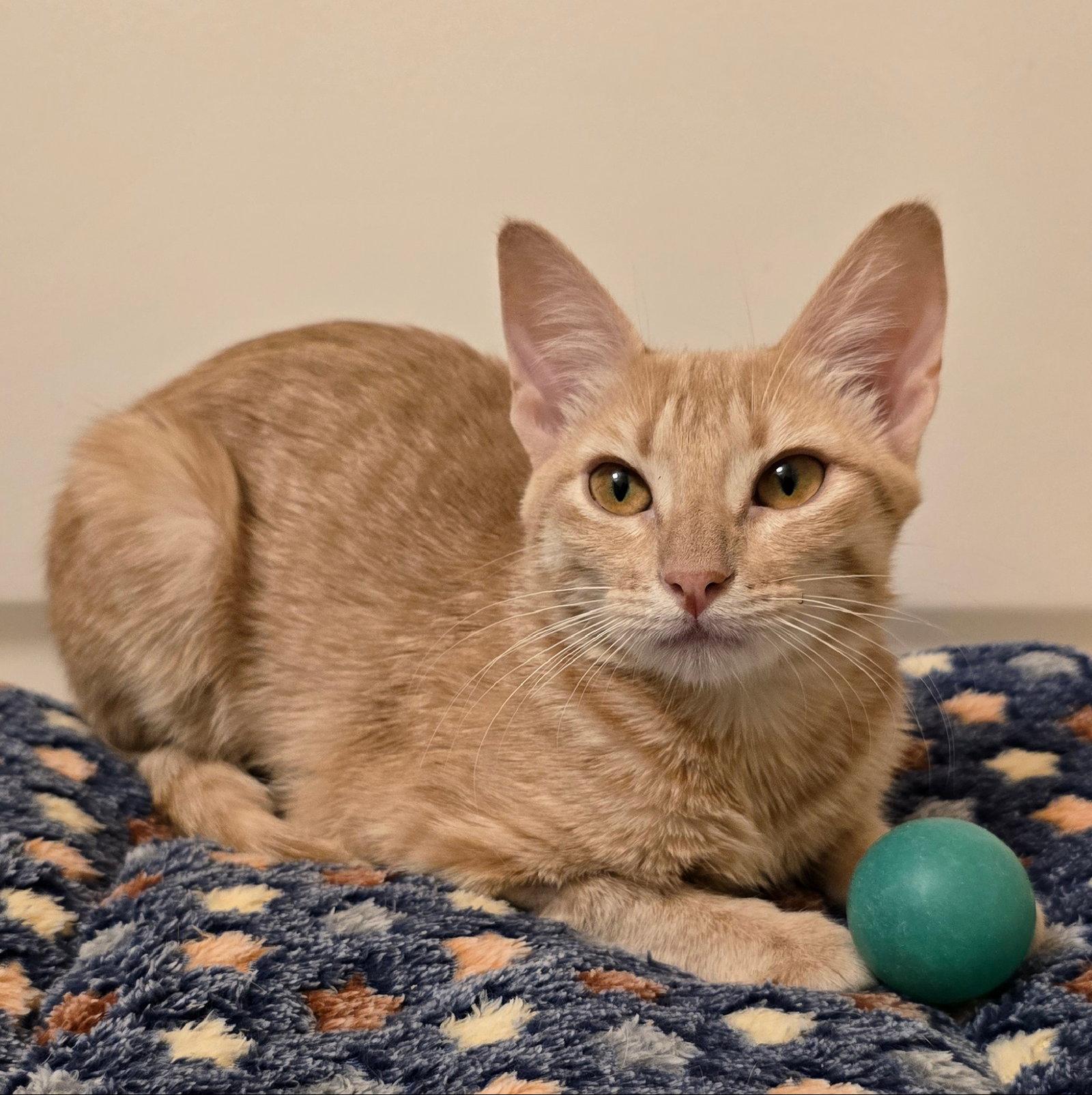 Ember #fuego-group, Adopted, Kitten Female Tabby & Domestic Short Hair.
