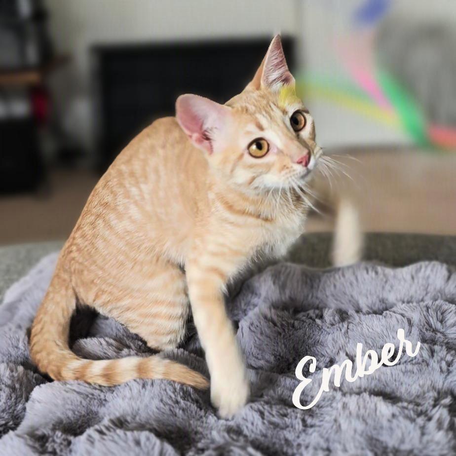 Enlarge Ember #fuego-group, a Adopted mixed breed in Houston, TX image 2/3