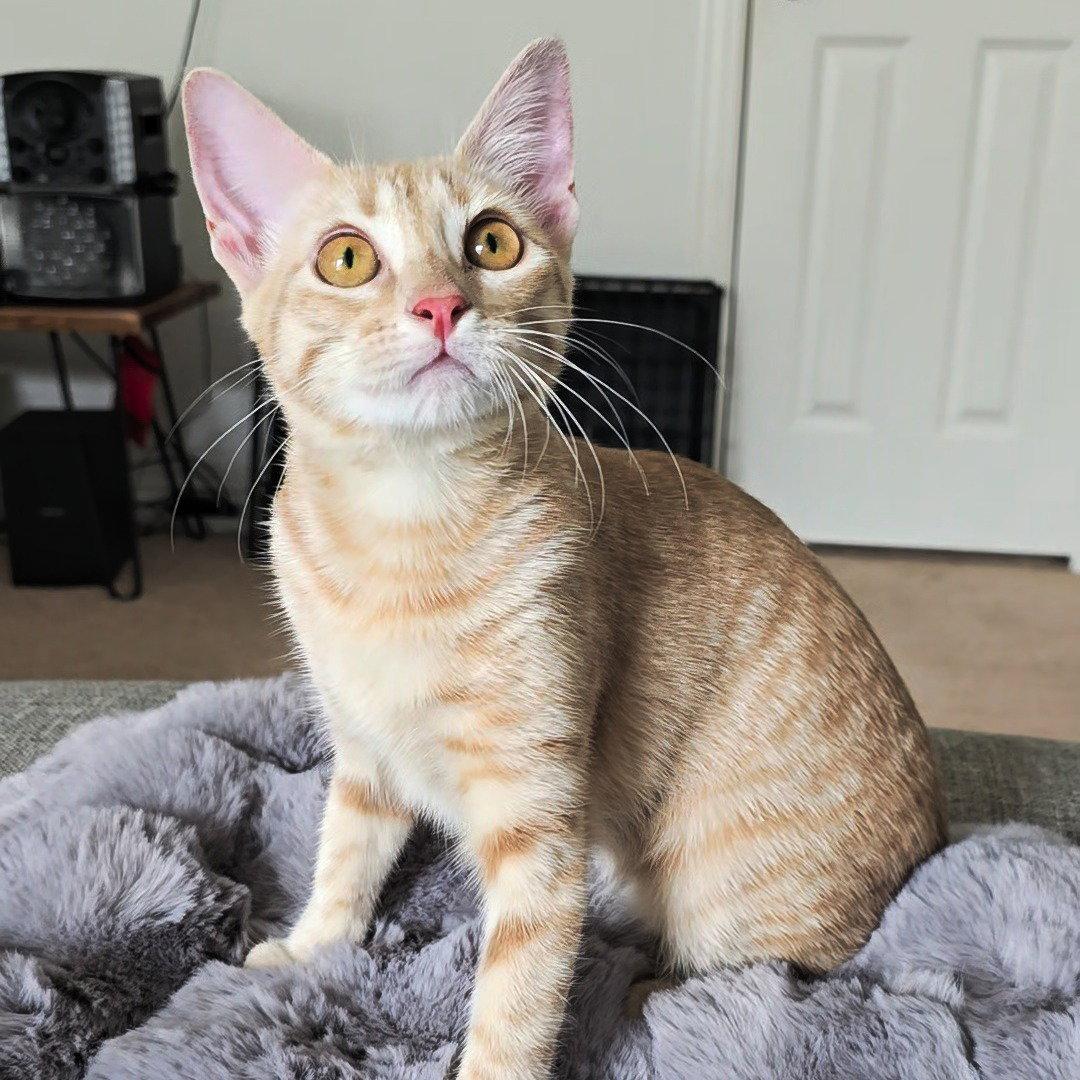 Enlarge Ember #fuego-group, a Adopted mixed breed in Houston, TX image 3/3