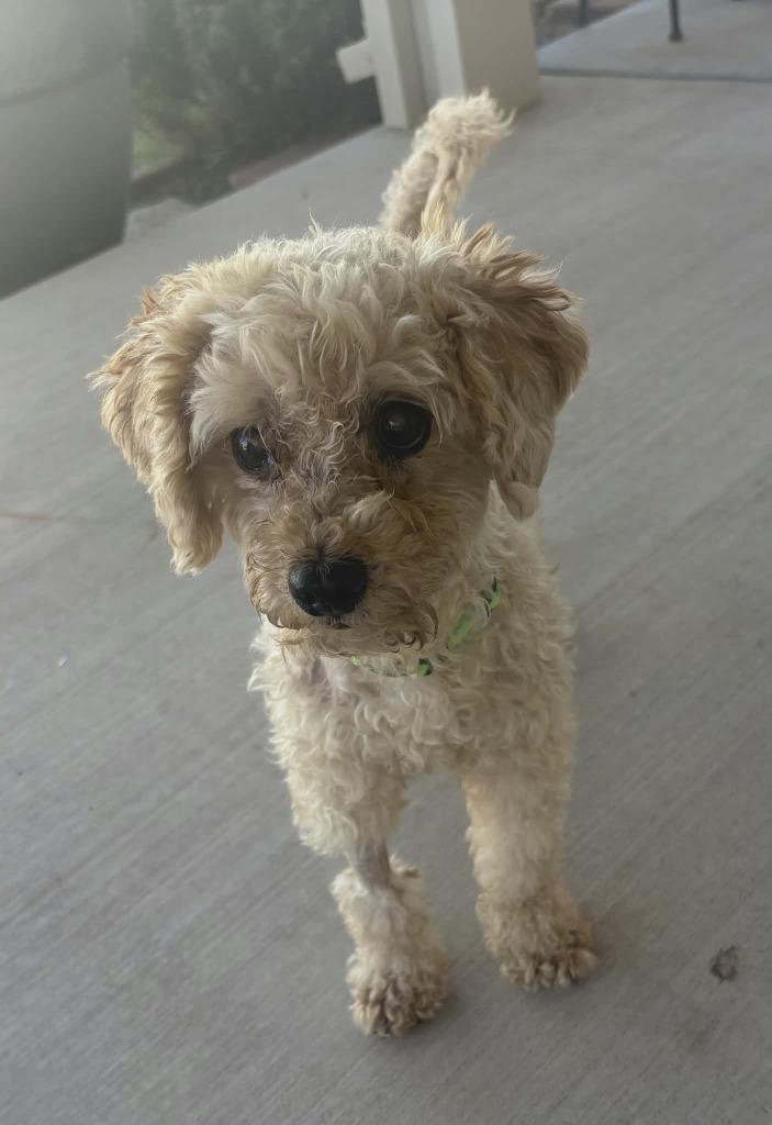Popcorn, a Adoptable mixed breed in Mesa, AZ image 1/3