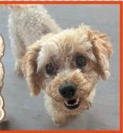 Popcorn, a Adoptable mixed breed in Mesa, AZ image 2/3