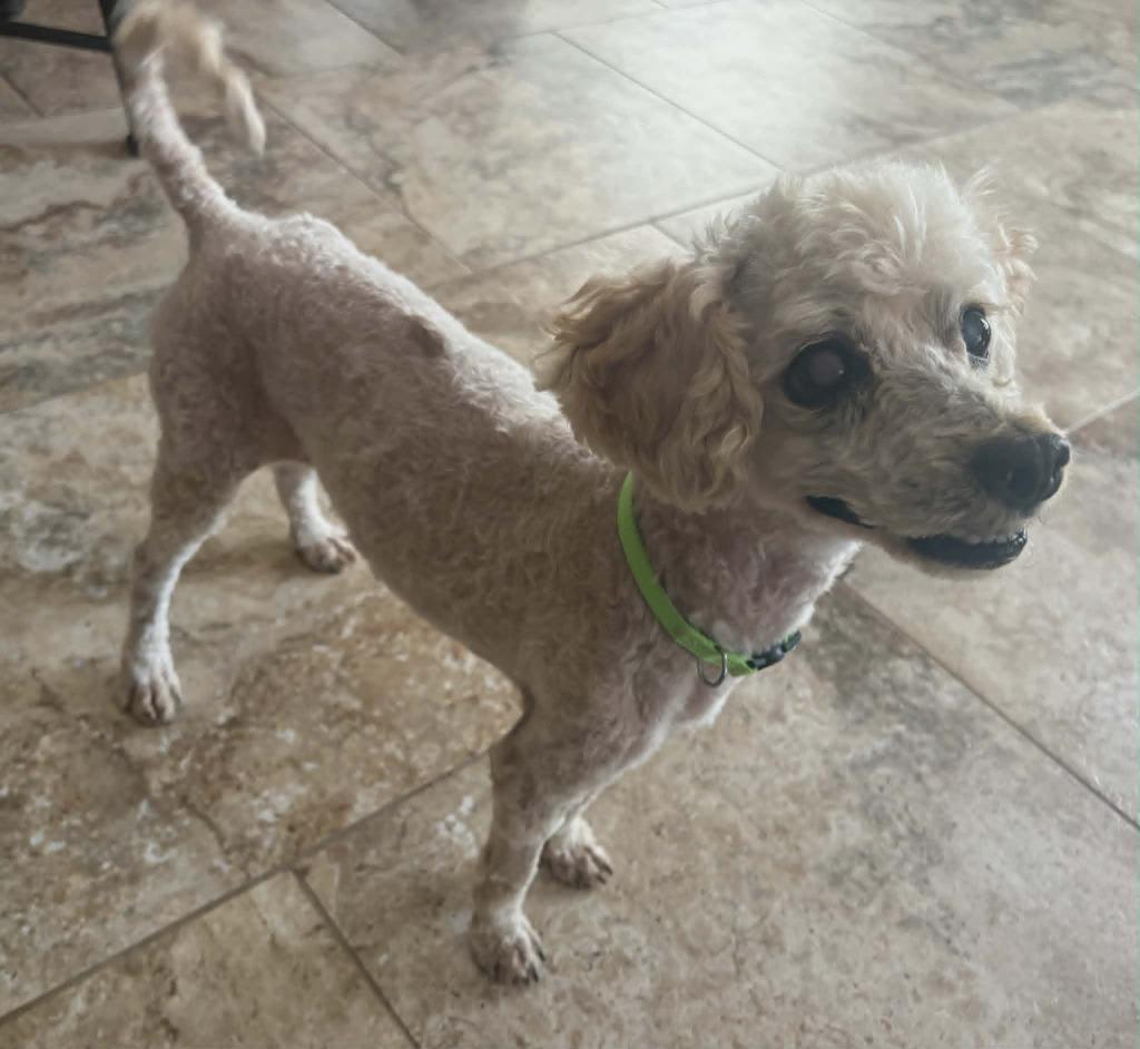 Popcorn, a Adoptable mixed breed in Mesa, AZ image 3/3