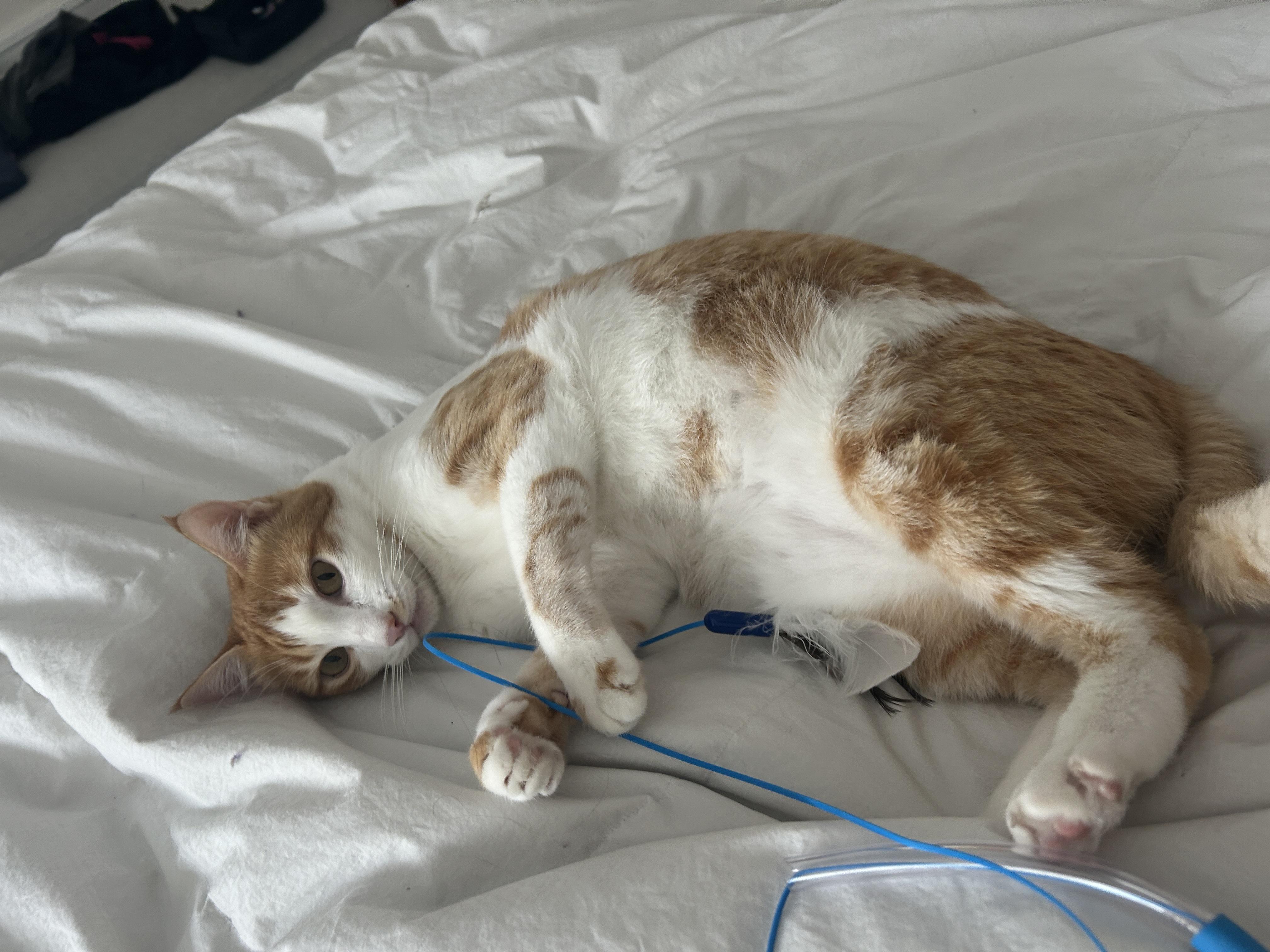 Meet Sheena – Your Purrfect Balance of Sass & Snuggles!, a Adoptable Domestic Short Hair in San Francisco, CA image 1/3