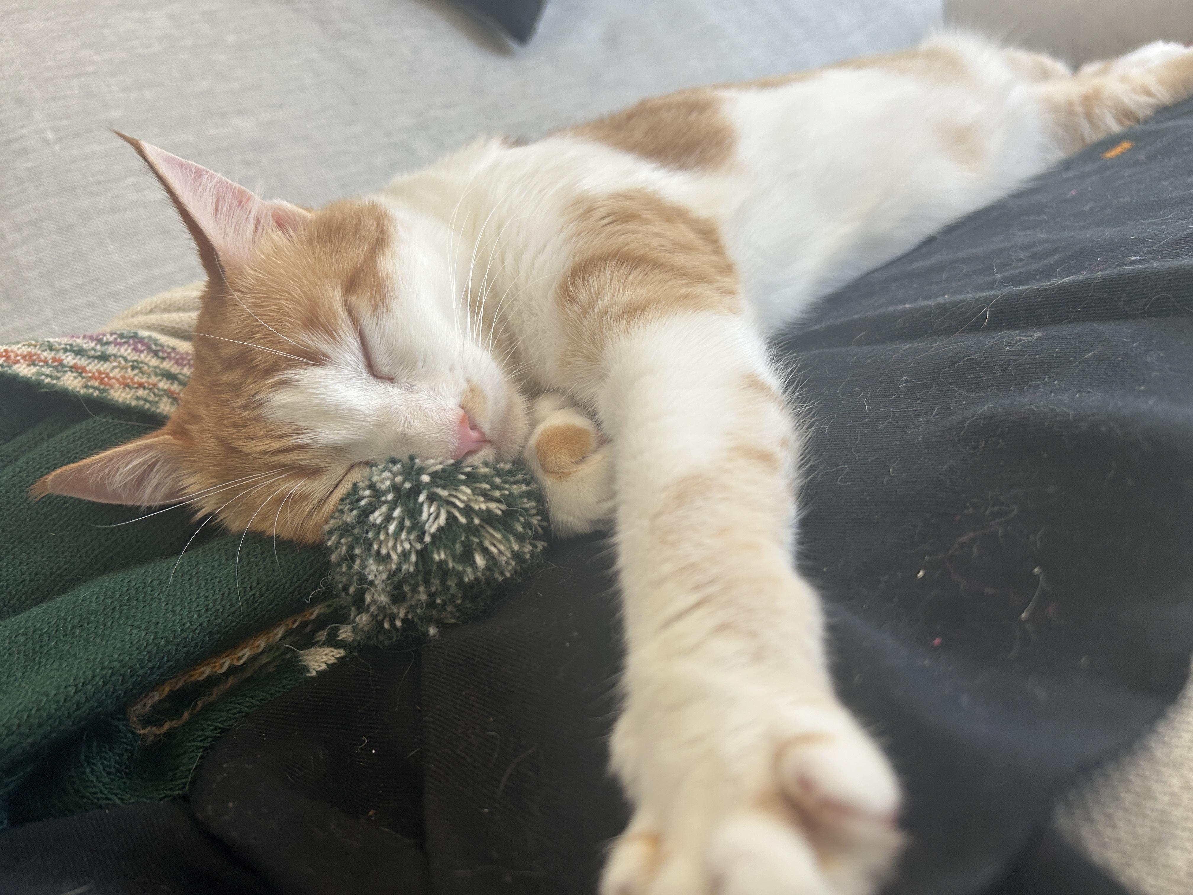 Meet Sheena – Your Purrfect Balance of Sass & Snuggles!, a Adoptable Domestic Short Hair in San Francisco, CA image 2/3