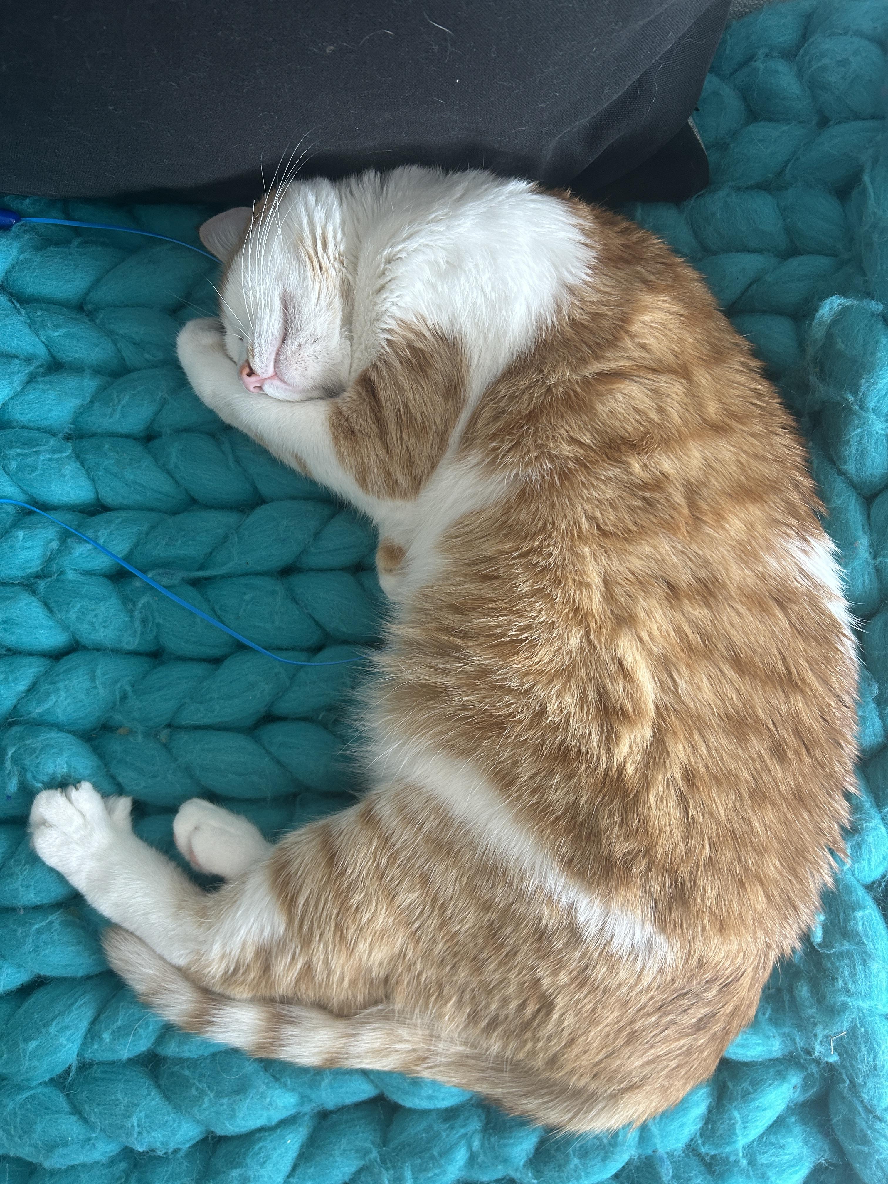 Meet Sheena – Your Purrfect Balance of Sass & Snuggles!, a Adoptable Domestic Short Hair in San Francisco, CA image 3/3