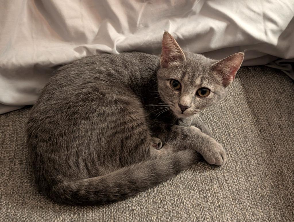 Enlarge Mischief, a Adopted mixed breed in Grovetown, GA image 1/1