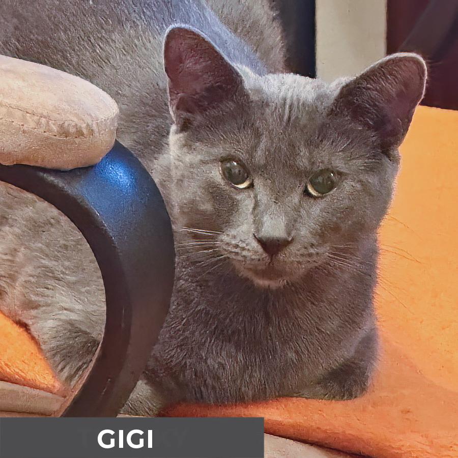 Enlarge Gigi, a ADOPTABLE Domestic Short Hair in Etobicoke, ON image 5/6
