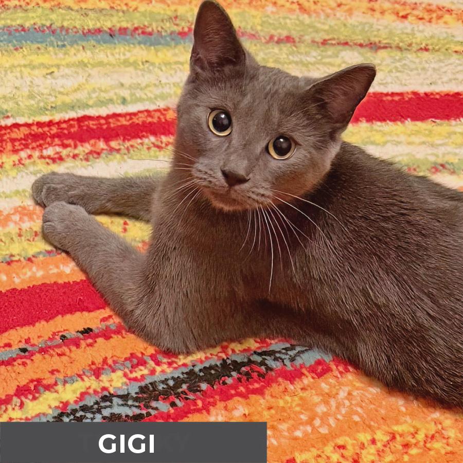Enlarge Gigi, a ADOPTABLE Domestic Short Hair in Etobicoke, ON image 1/6