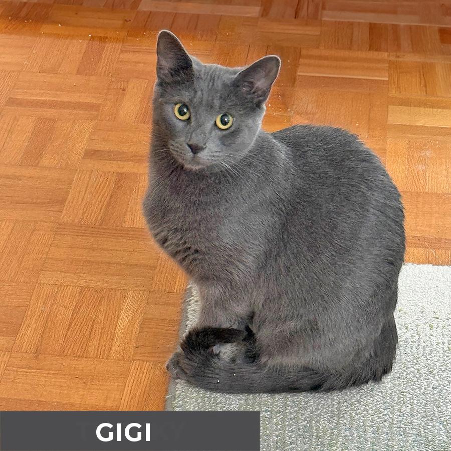 Enlarge Gigi, a ADOPTABLE Domestic Short Hair in Etobicoke, ON image 2/6