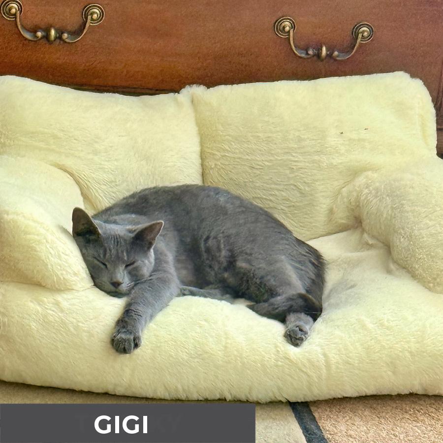 Enlarge Gigi, a ADOPTABLE Domestic Short Hair in Etobicoke, ON image 4/6