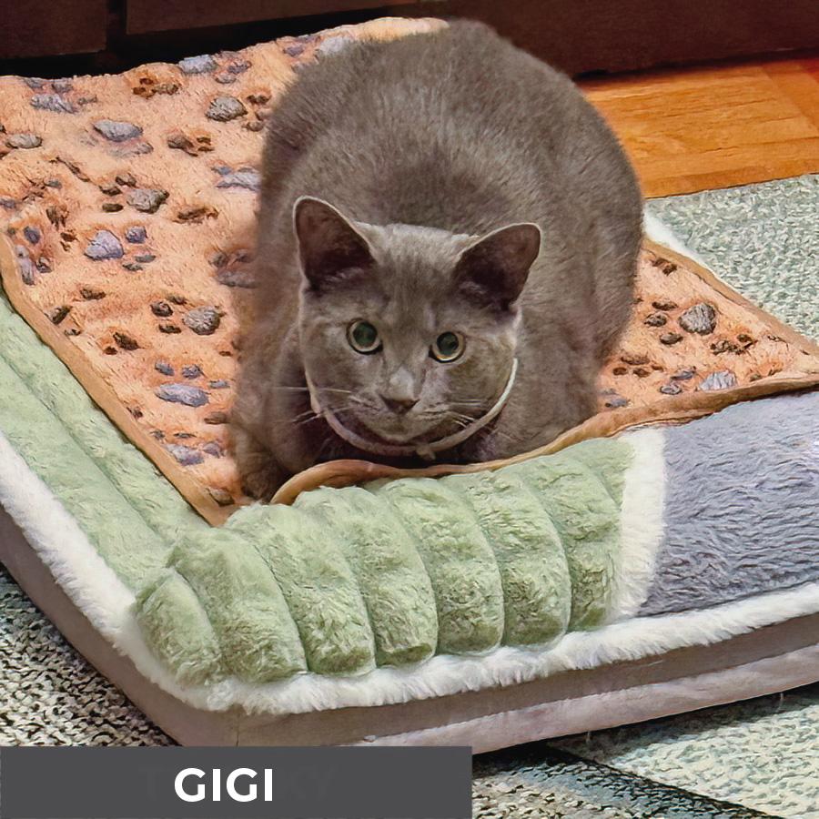 Enlarge Gigi, a ADOPTABLE Domestic Short Hair in Etobicoke, ON image 3/6