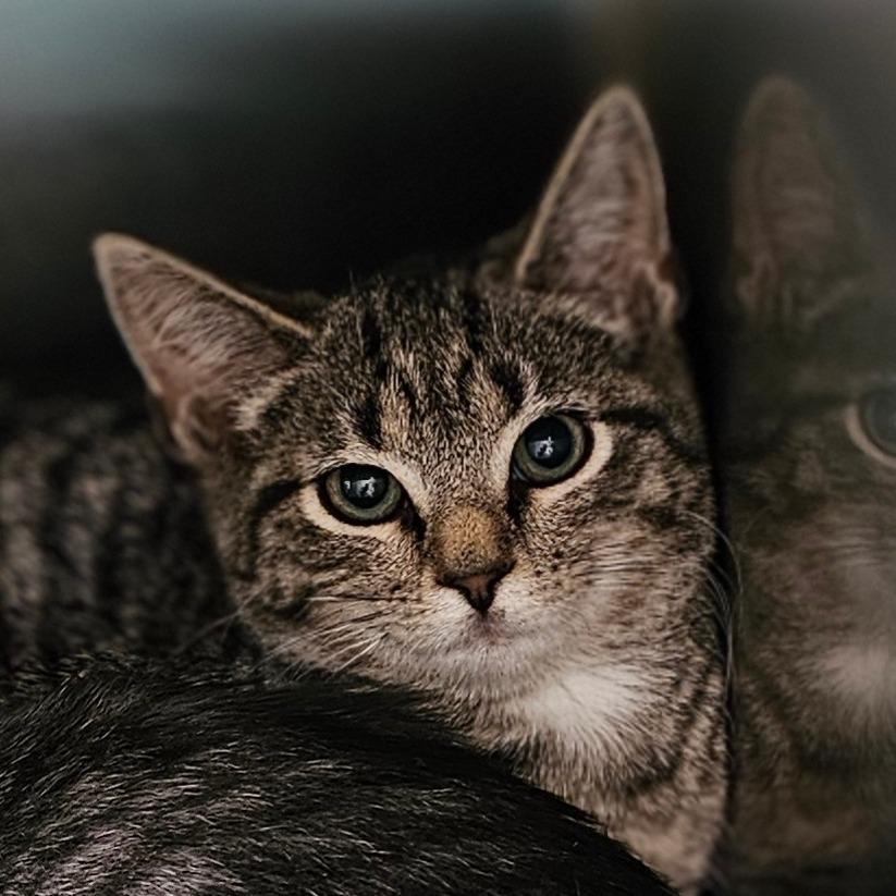 Colby, a Adoptable Domestic Short Hair in Concord, NC image 1/2