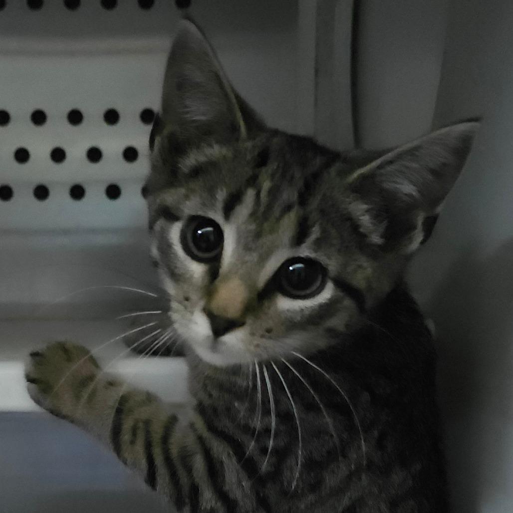 Colby, a Adoptable Domestic Short Hair in Concord, NC image 2/2