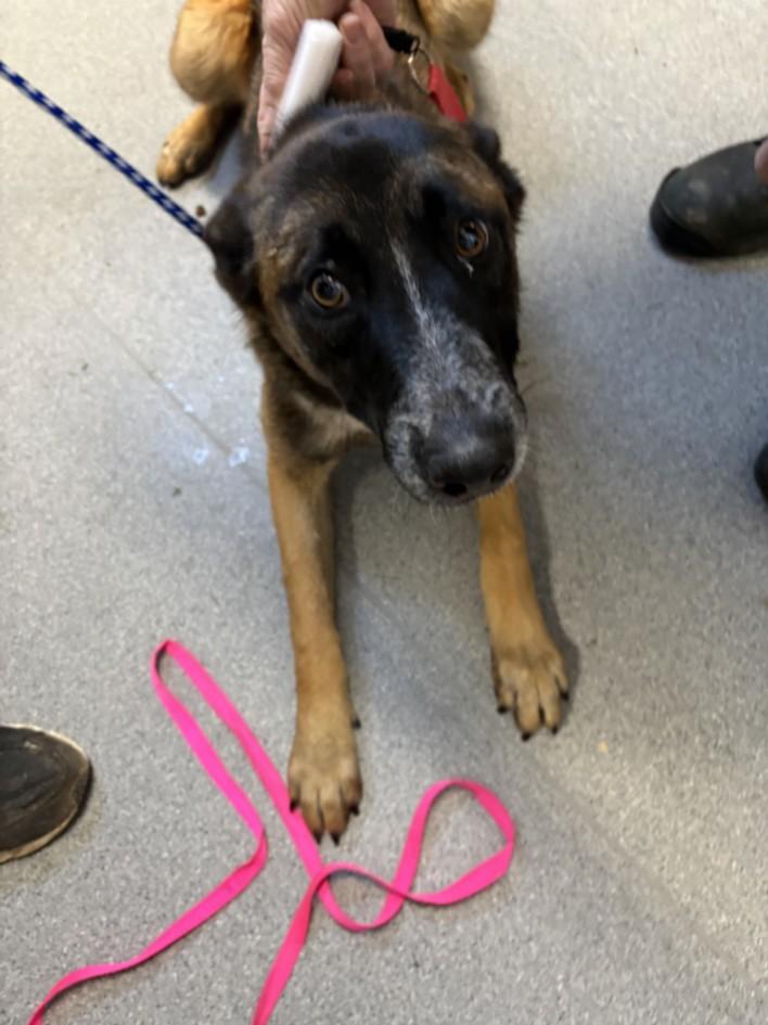 Enlarge A210037, a Adoptable mixed breed in Olivehurst, CA image 1/1