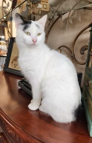 Enlarge Lola, an adoptable Domestic Short Hair in Fort Worth, TX image 2/5