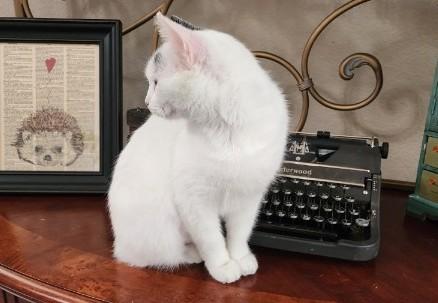 Enlarge Lola, an adoptable Domestic Short Hair in Fort Worth, TX image 4/5