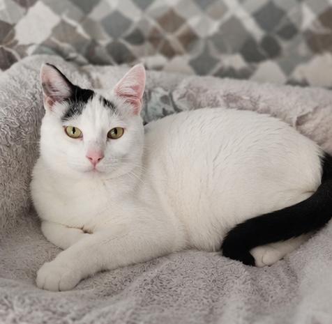 Enlarge Lola, an adoptable Domestic Short Hair in Fort Worth, TX image 2/6