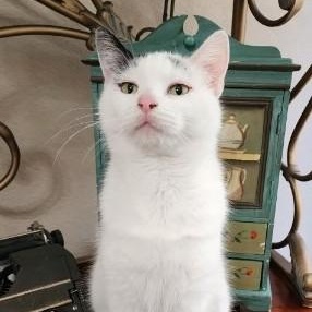 Lola, adoptable, Kitten Female Domestic Short Hair.